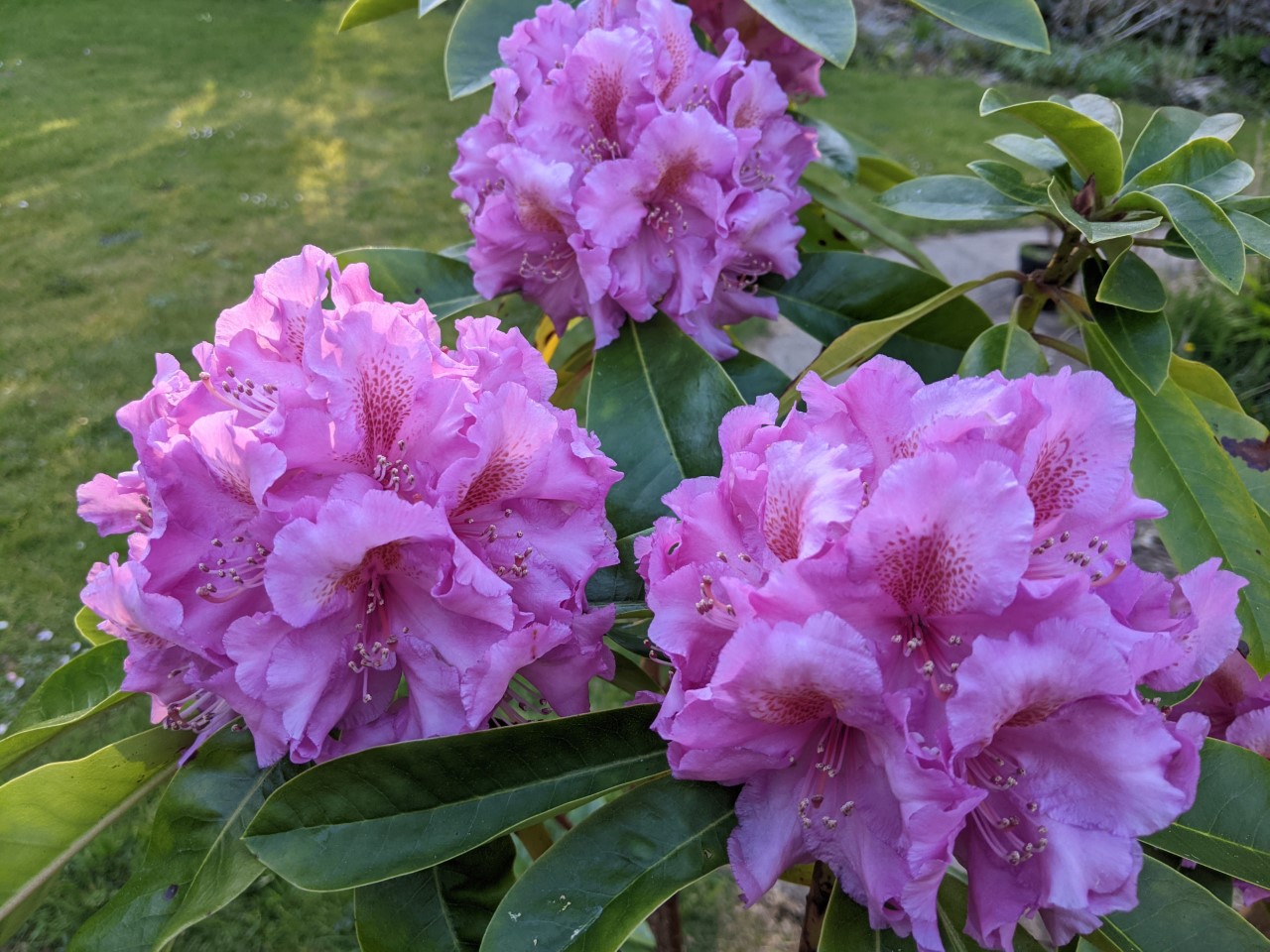 Unnamed hybrid seedling